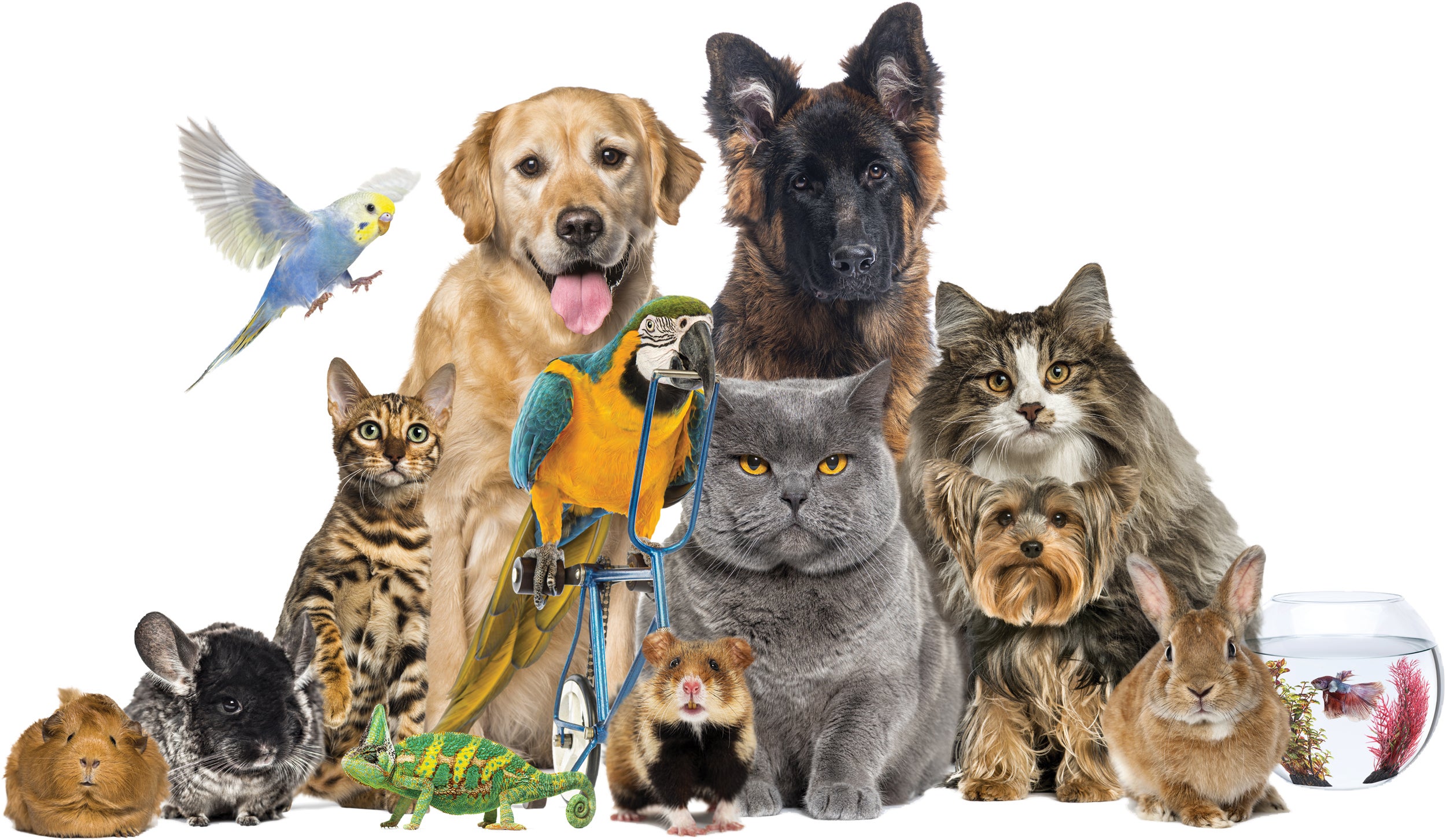 various pets