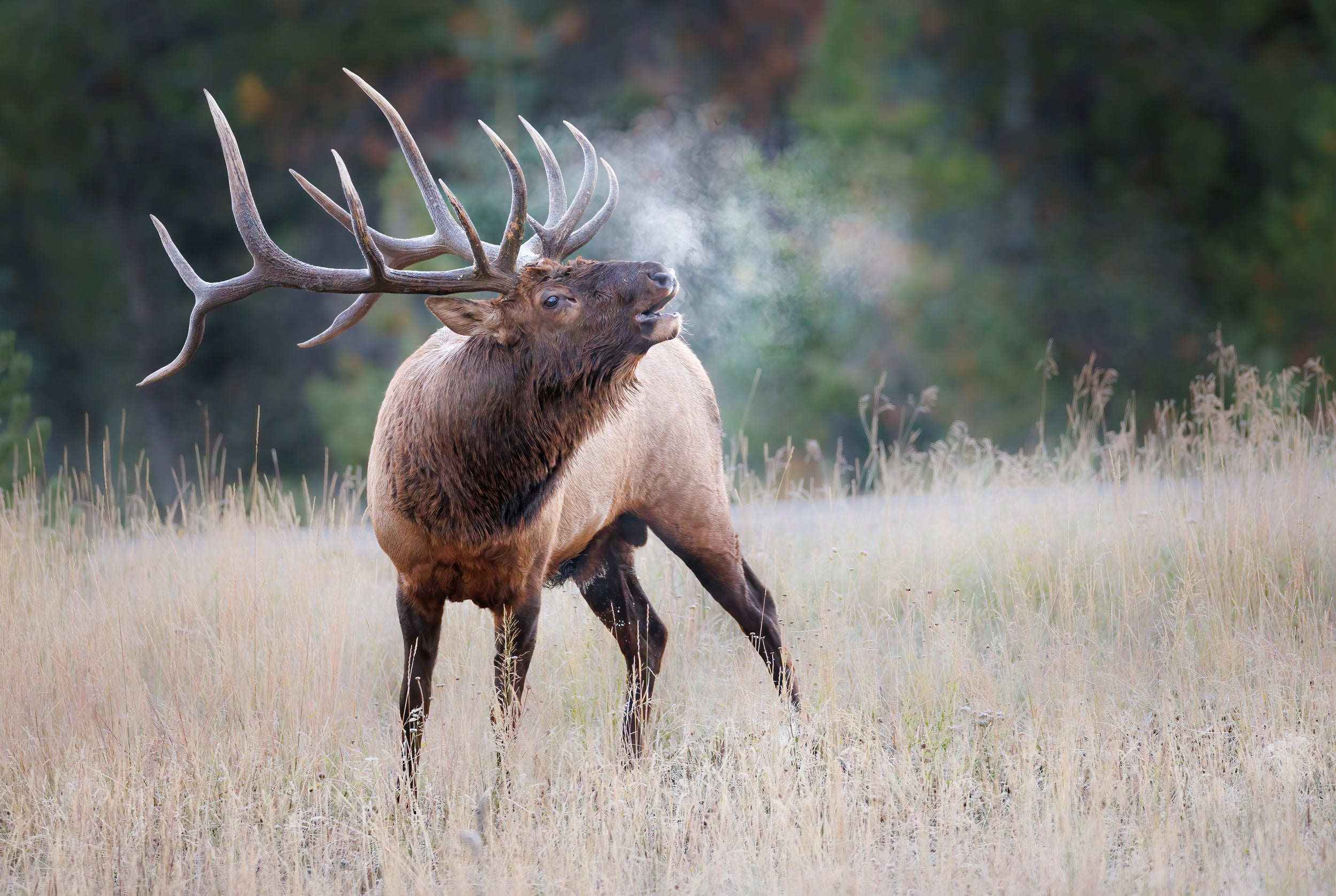 Elk